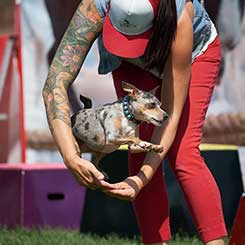 Barrie Canada Day Festivities