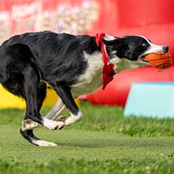 Beaver Show in Sparta